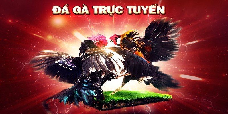 đá gà trực tiếp trên mạng