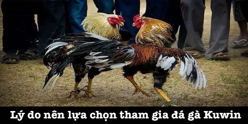 Ưu điểm của đá gà Kuwin